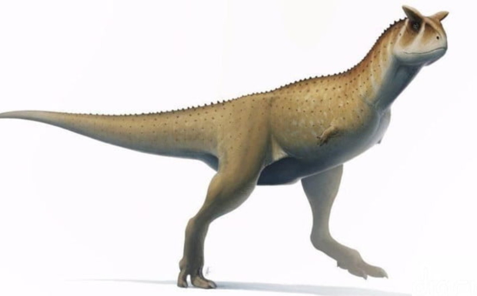 Descubren fósil de extraño dinosaurio sin brazos en Argentina -  