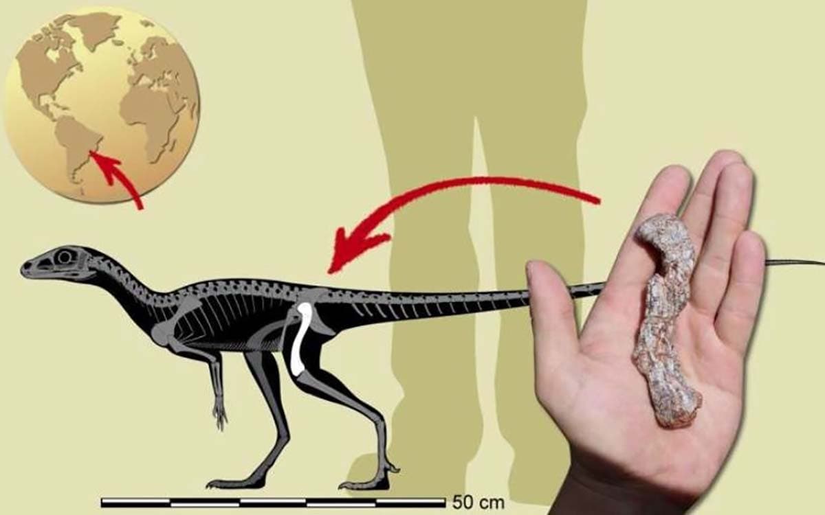 Localizan en Brasil al precursor de dinosaurio más antiguo de América del  Sur 