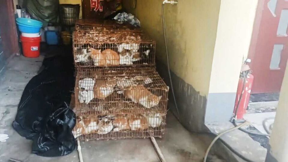 Rescatan a 150 gatos destinados para consumo humano en China –  Potosinoticias.com